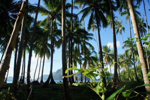 Tall Coco trees at El Nido, Palawan