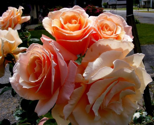 lovely peach roses....