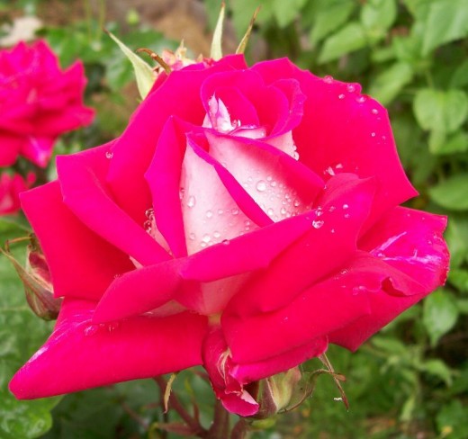 Fresh garden roses, original photo  courtesy of Dave Cook, a FB friend from Sumas, Washington