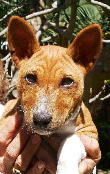 Portrait of Basenji puppy showing breeds distinctive wrinkled forehead.
