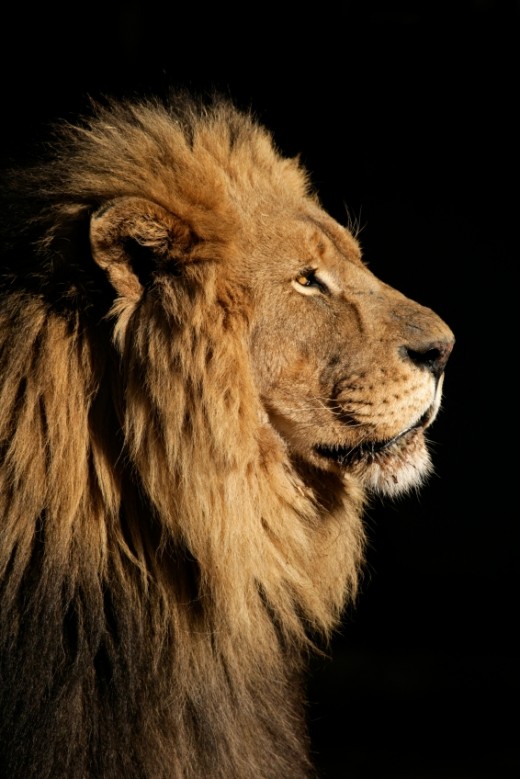 "Do not weep. Behold, the Lion of the tribe of Judah, the Root of David, has prevailed "