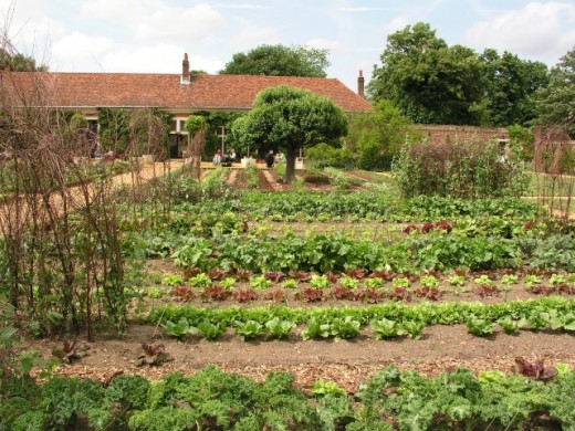 Those that survived the pandemic, would have to quickly learn how to grow their own food.