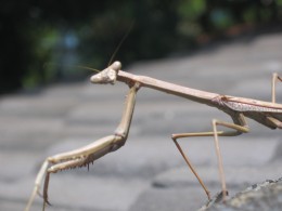 https://usercontent2.hubstatic.com/6390831_f260.jpg