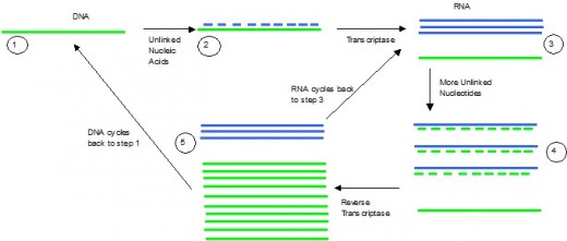 All solid lines represent single-stranded nucleotide chains. The dashes represent their complimentary base pairs when unlinked.
