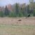 Beautiful Bald Eagles Beautiful Bald Eagles