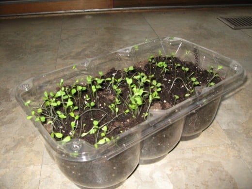 My garden starter. Seeds of mixed lettuce started indoor in a reused plastic container. 