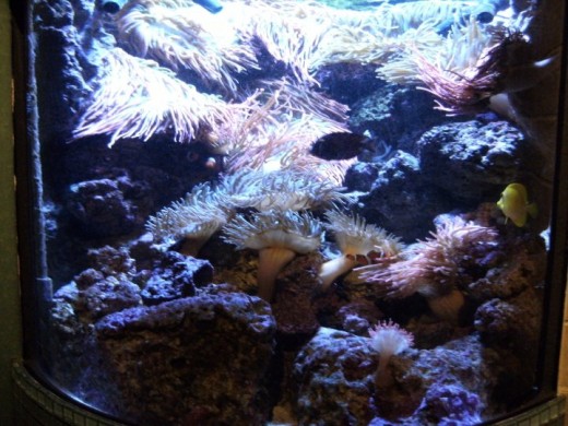 Salt Water Tank