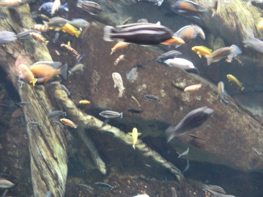 My Fresh Water Tank with Cichlids