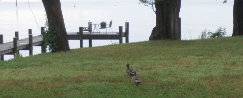 The Ducks would travel accross the front yard and jump off the dock