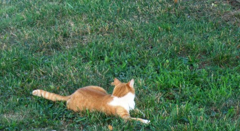 This cat thought it was the mother to the bunnies.... there were 3 little bunnies and they laid on her side