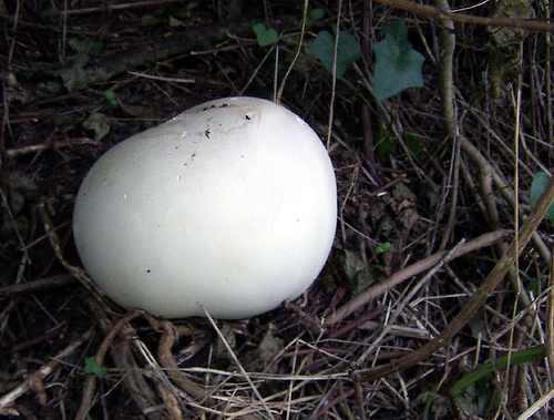 Two examples of young white puffballs