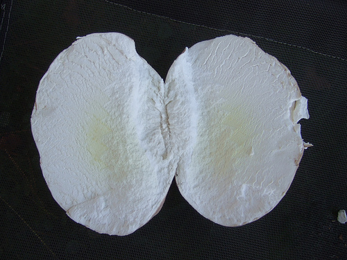A firm white inside is what you want to see in a puffball!