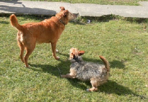 Bob the smaller terrier performs a play bow