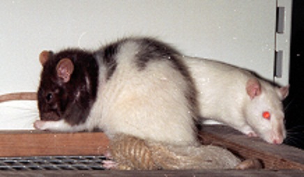 pet rats communicate using ultrasound as well as using some squeaks which are audible to humans.