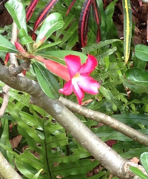 Tropical foilage and flowers adorn the zoo pathways.