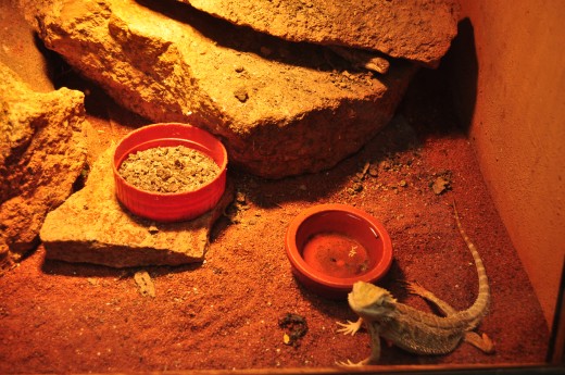 You may be a teacher, a nurse or environmentalist looking after plants or animals, 
