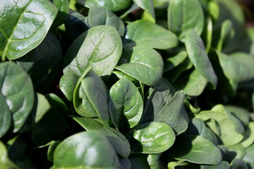 Baby Spinach