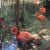 These flamingos enjoy living in a natural topical environment.