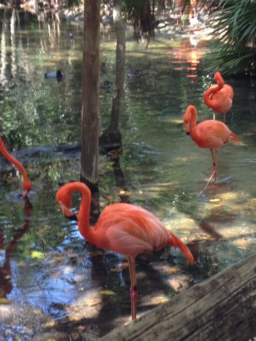 These flamingos enjoy living in a natural topical environment.