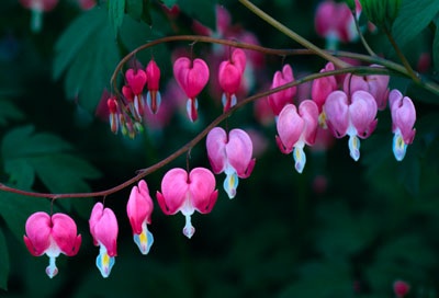 Bleeding Hearts