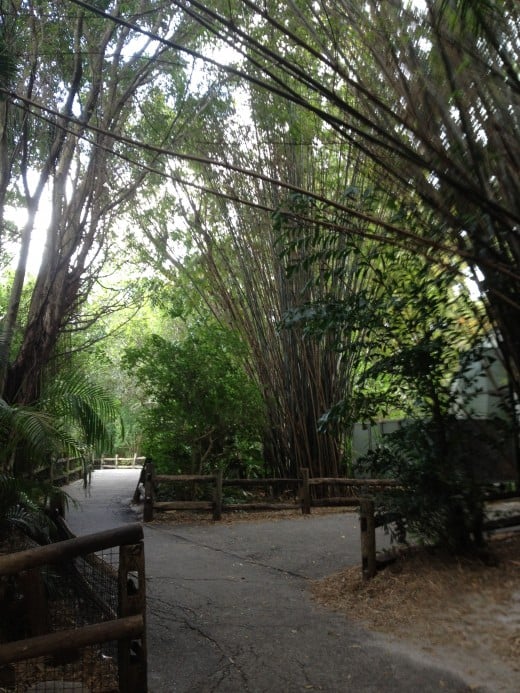 The Asian walkway is lined with tall, willowy bamboo trees.  As the wind blows through the branches you can hear them singing. 