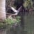 The Florida wetlands is home to some of the most beautiful birds. This flight reminds me of a scene from Jurassic Park. 