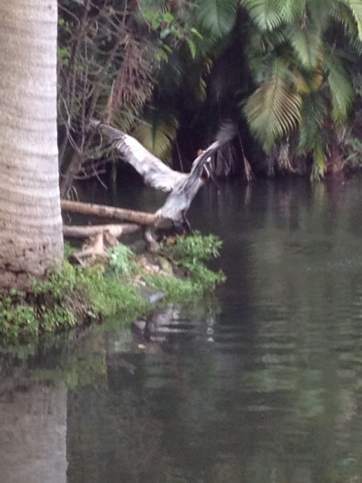 The Florida wetlands is home to some of the most beautiful birds. This flight reminds me of a scene from Jurassic Park. 