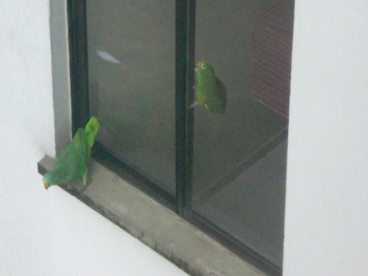 One of the parrots regularly visits his friend.