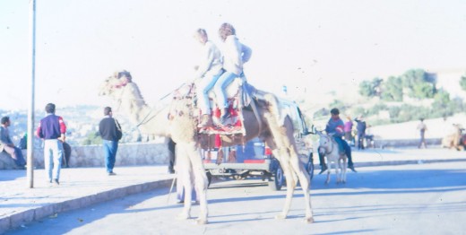 Camel on the Mount of Olives