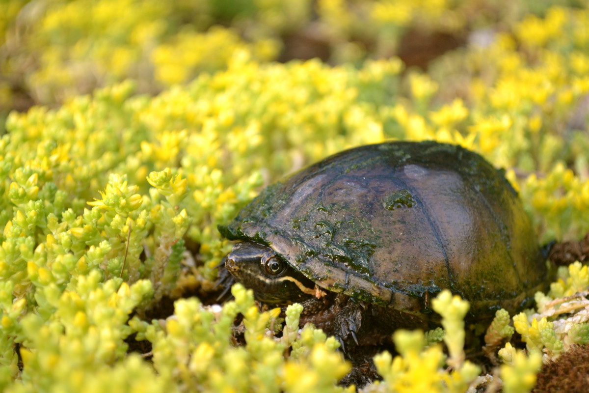 Stinkpot turtle (Sternotherus odoratus). Picture taken in Southeastern Ontario, Canada.