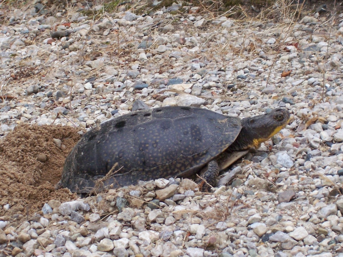 Blanding's Turtle laying her eggs in gravel driveway in Perry, Michigan.