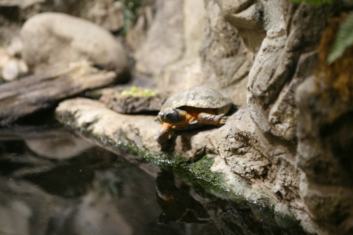 At home on land or in water, wood turtles are found near clear brooks and streams in deciduous forests, as well as in swamps, bogs, wet meadows and fields. 