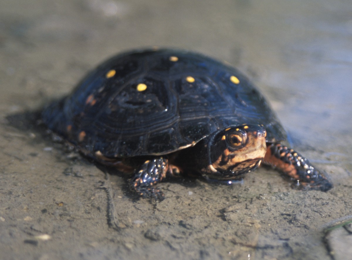 Spotted Turtle (Clemmys guttata). North Carolina, USA.