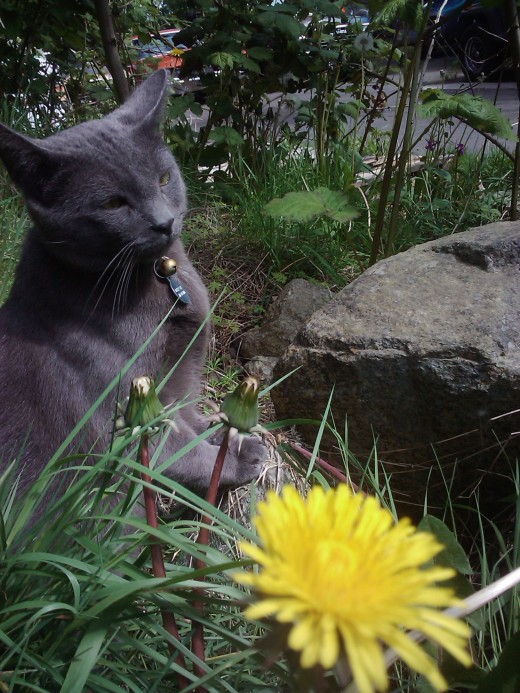 This is a picture of one of my cats enjoying the warm spring weather a few years ago. 