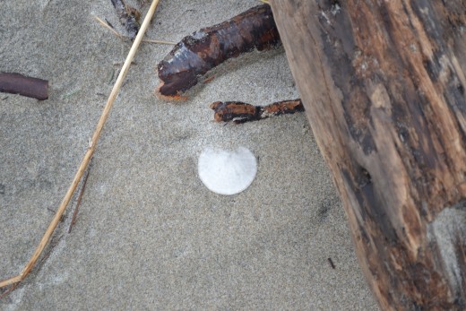 Treasure in the Sand