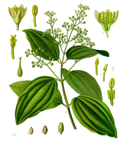 Cinnamon, Cinnamomum verum from Köhler's Medizinal Pflanzen- 
