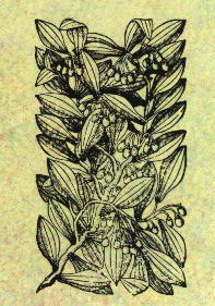 Cinnamon as first illustrated by Cristróvão da Costa in the sixteen century.