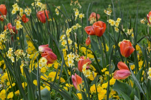 Tulips in a tulip garden this spring.  I love the different kinds of flowers together.