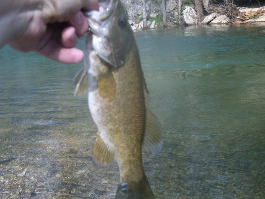 My first small mouth bass of the day.