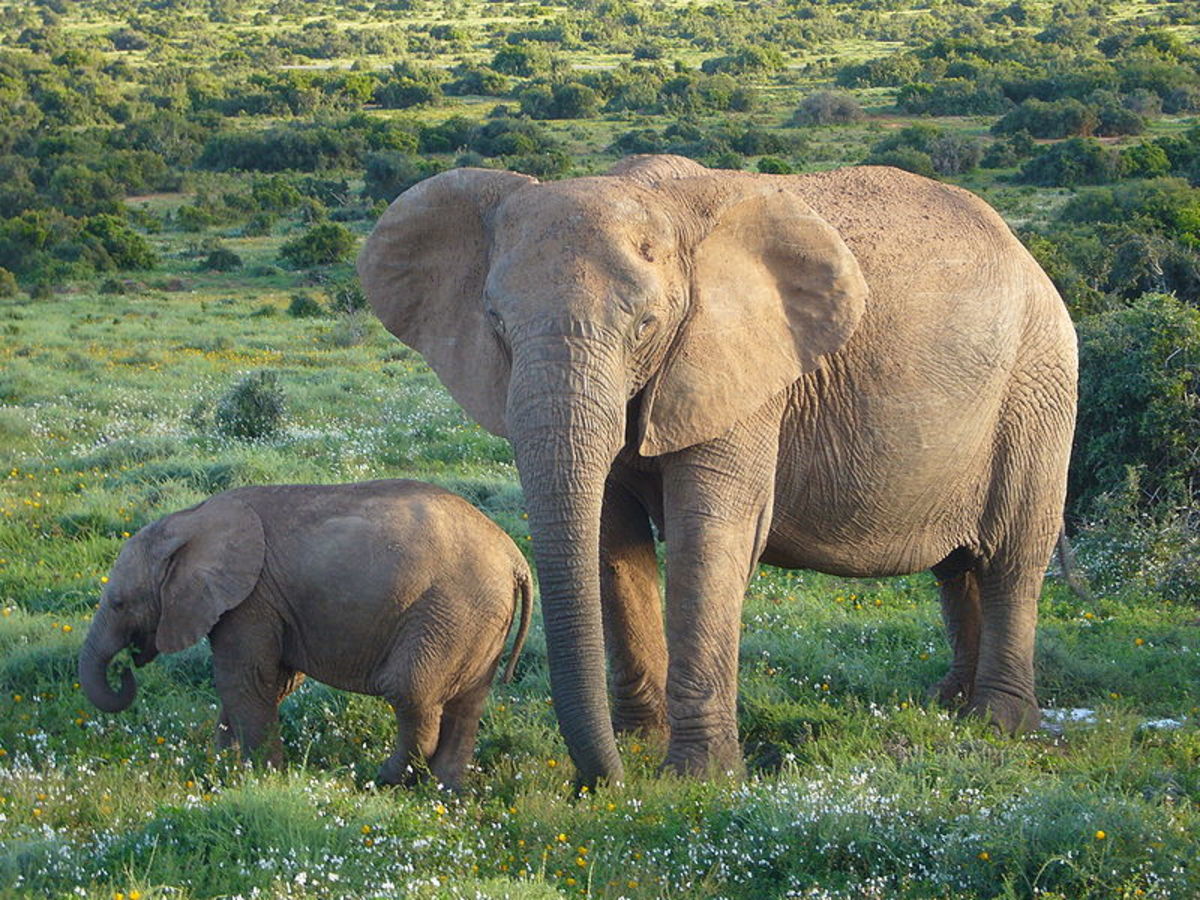 Savannah Elephants
