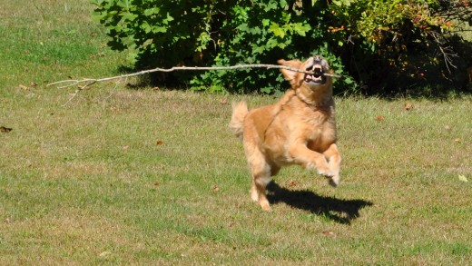 Under the Everyday Experience category, our dog, Buddy, playing with a stick. He's getting older now, and it will be nice to have this memory of how playful he was when he's gone.