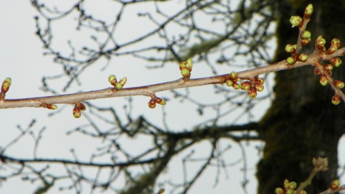 Sign of life emerges from winter snow