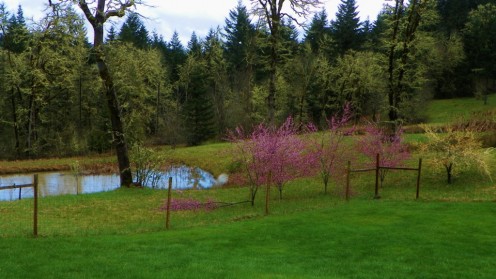 First signs of Spring. Snowed the week before.