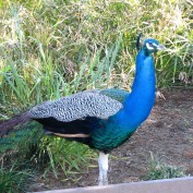 r jayanthi profile image