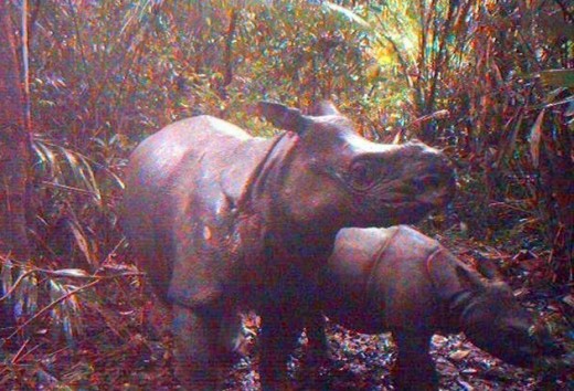 Javan Rhinos in theUjongkulon National Park