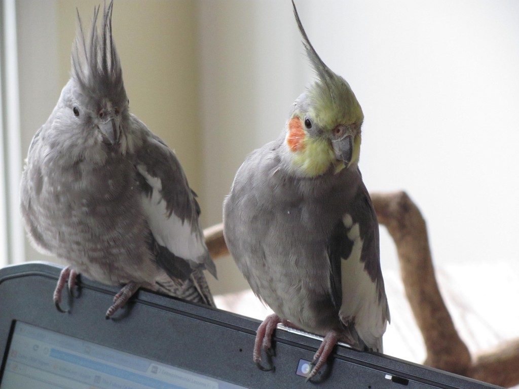 Bringing Home My First Companion Birds Two Cockatiels