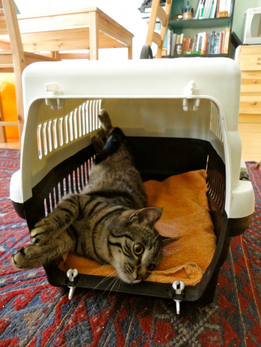 Help, My Kitten Has Just Been Spayed caring for your convalescent cat