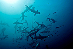 Shark Soup