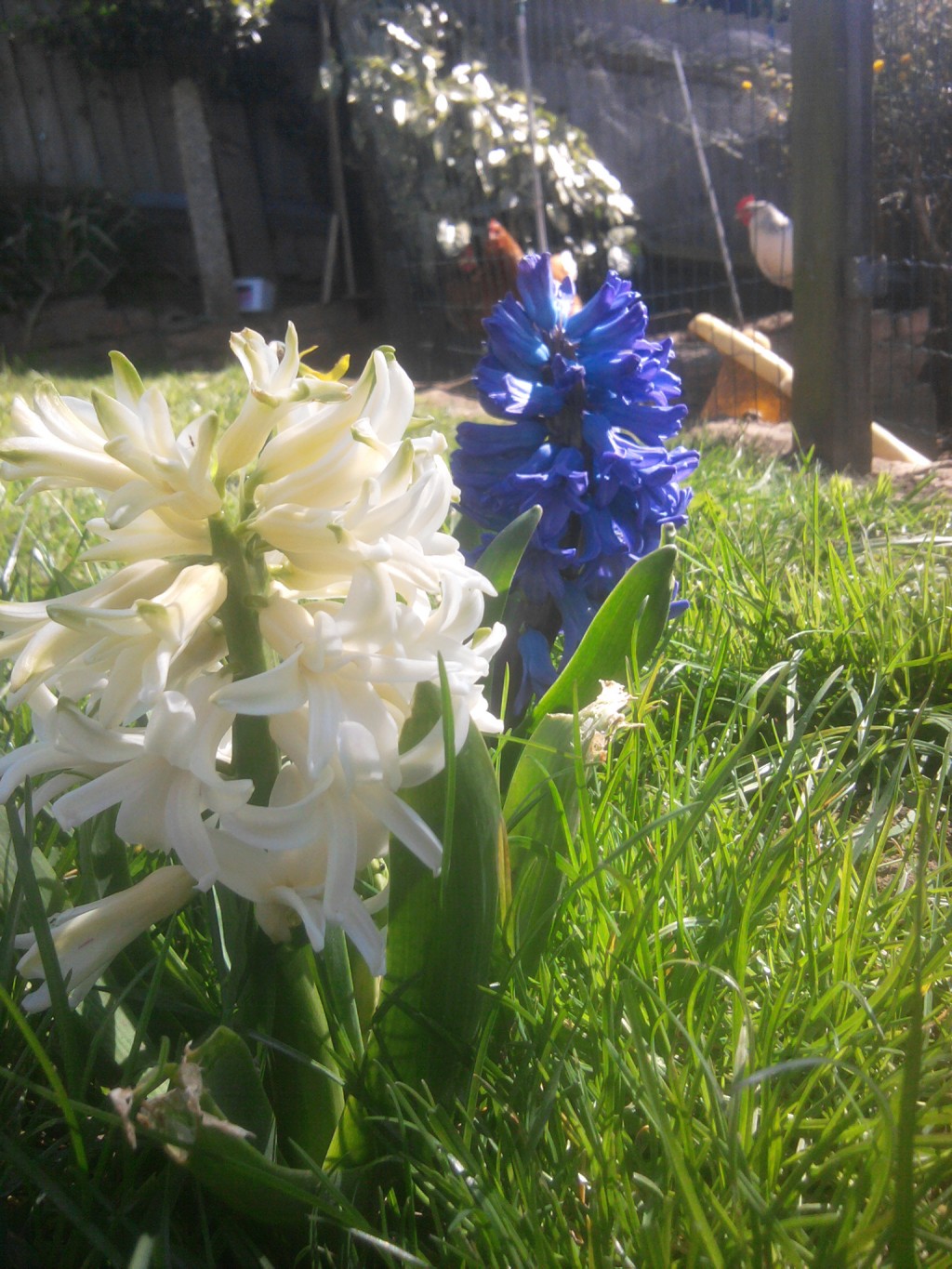Flowers in the garden
