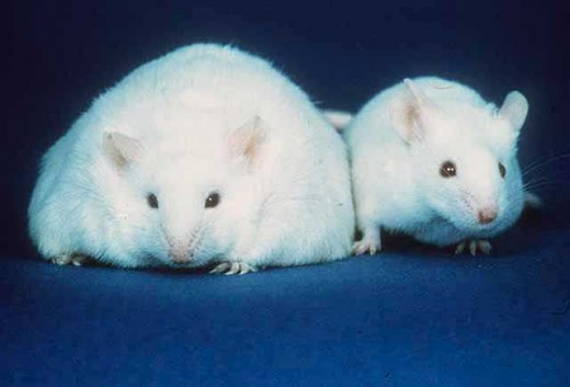 The ob/ob mouse on the left carries a mutation in the leptin gene.  Mutant mice are continually hungry and have 5x the amount of fat as normal mice.